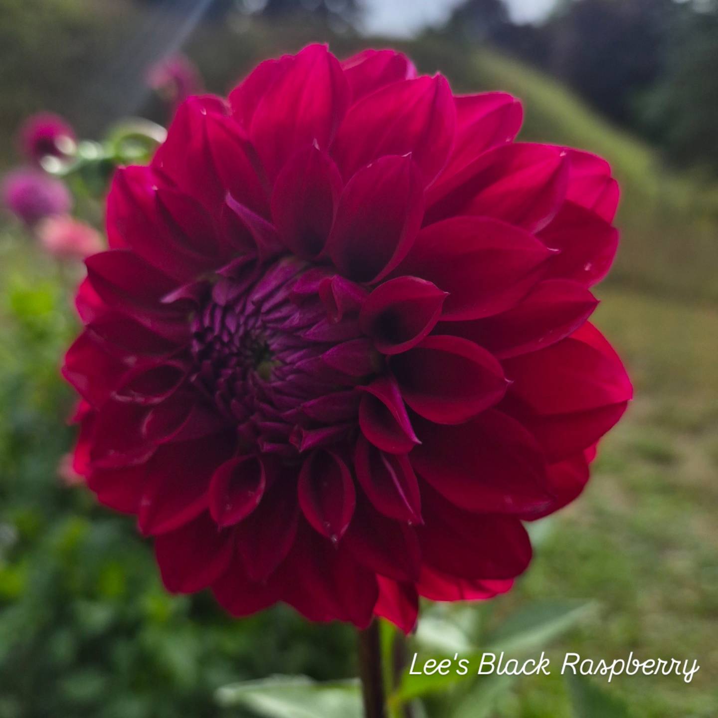 Lee's Black Raspberry Formal Decorative Dahlia