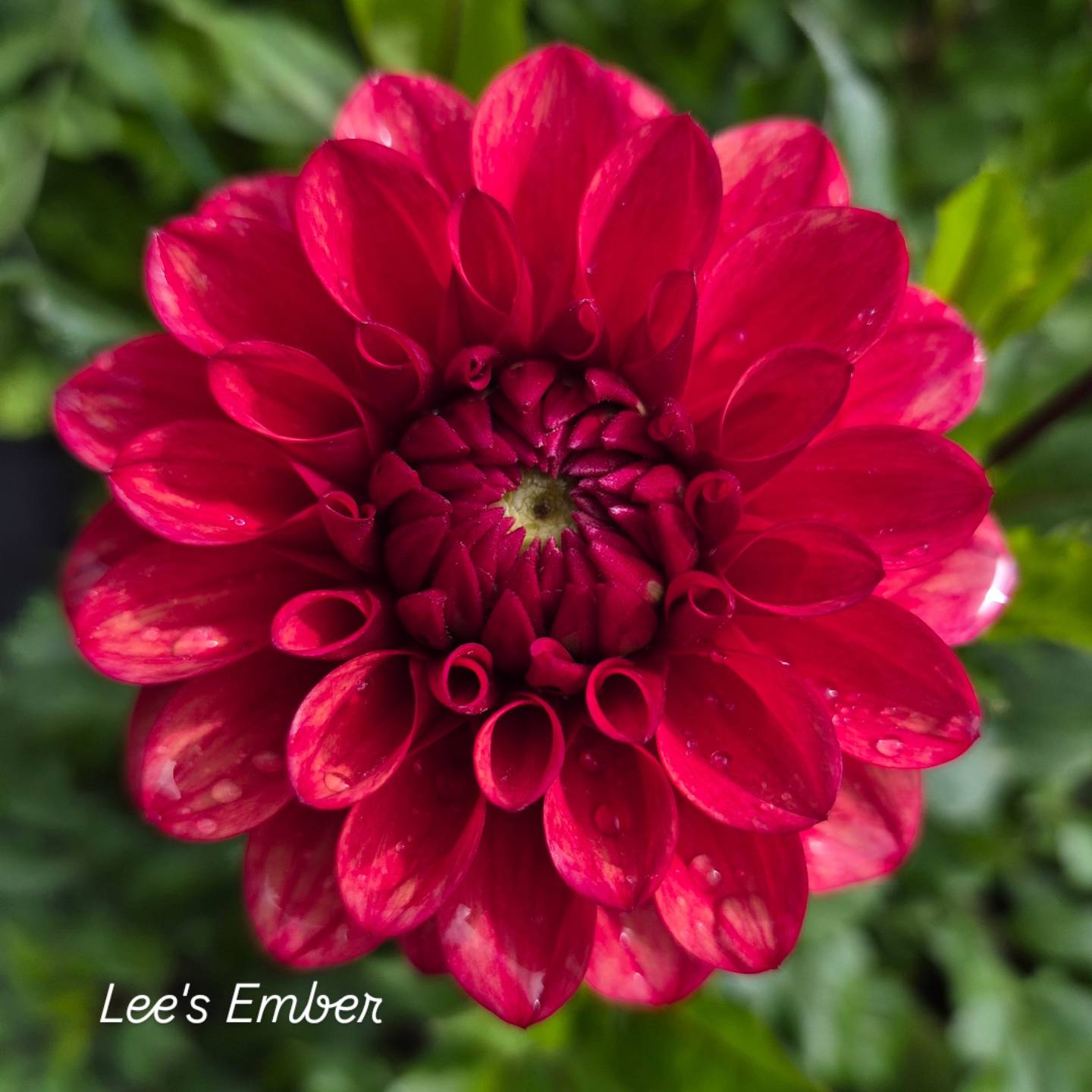 Lee's Ember Formal Decorative Dahlia