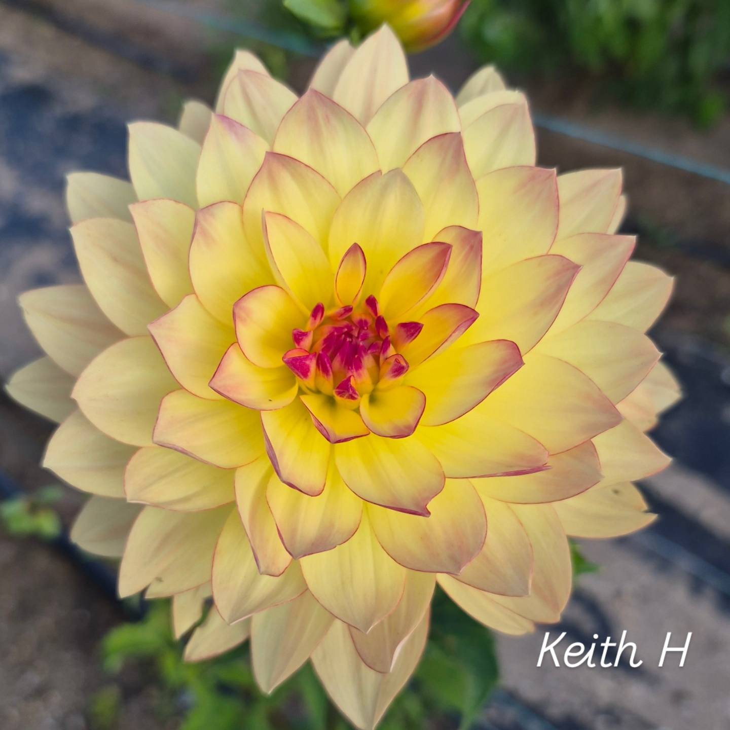 Keith H Waterlily Dahlia