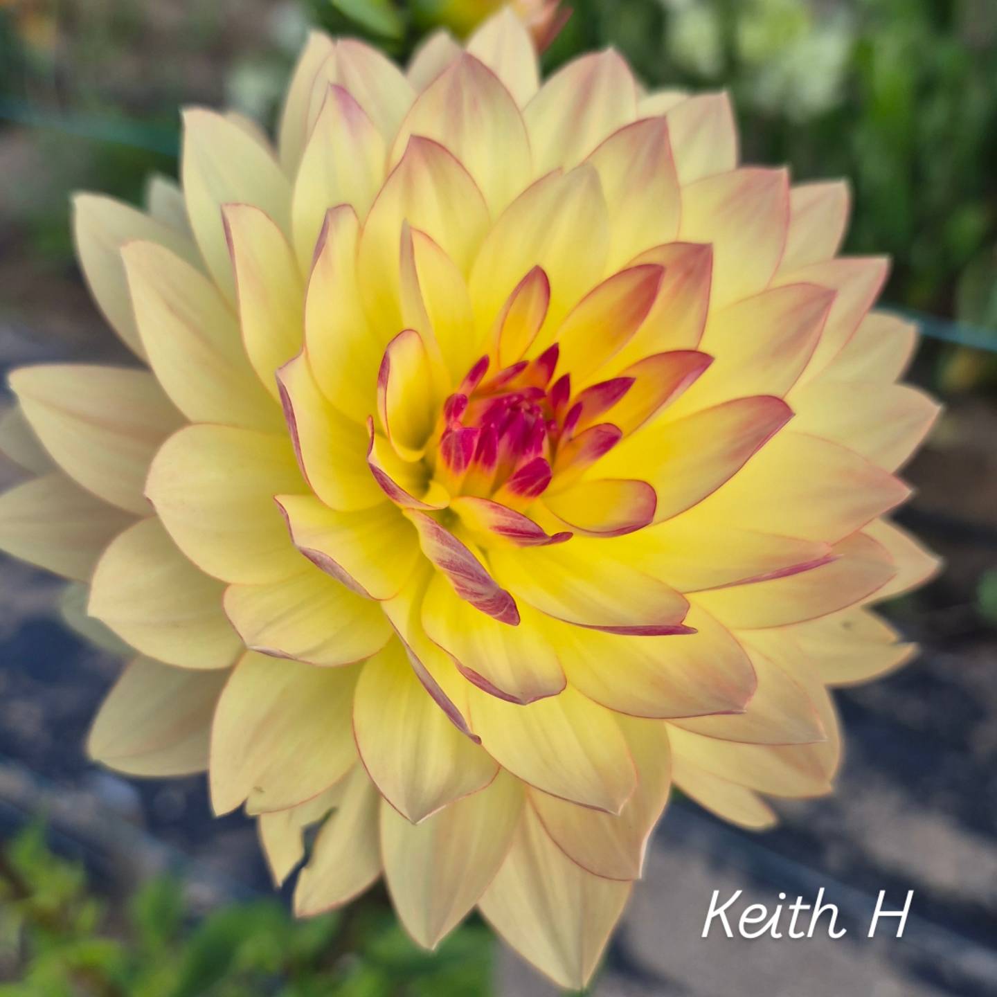 Keith H Waterlily Dahlia