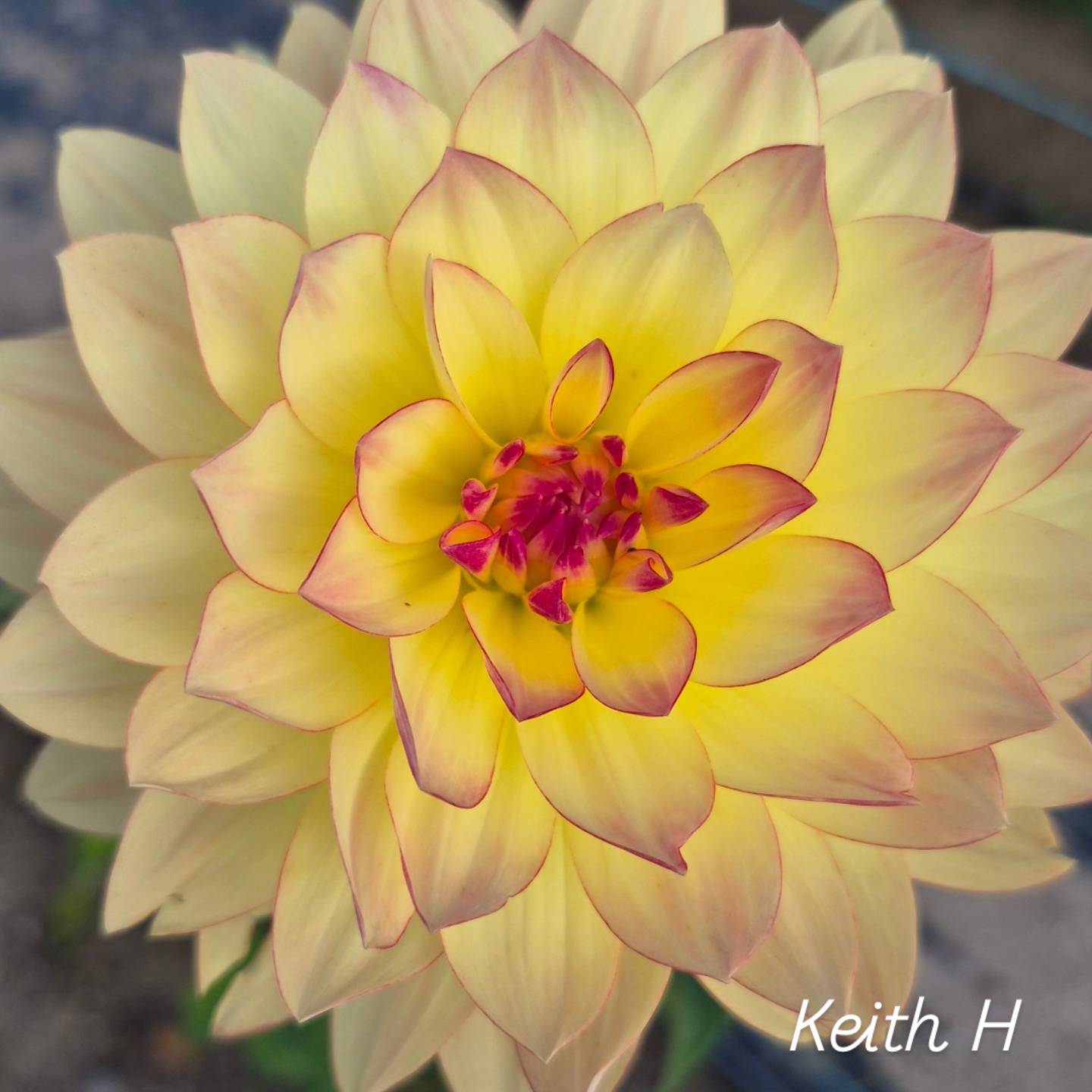 Keith H Waterlily Dahlia