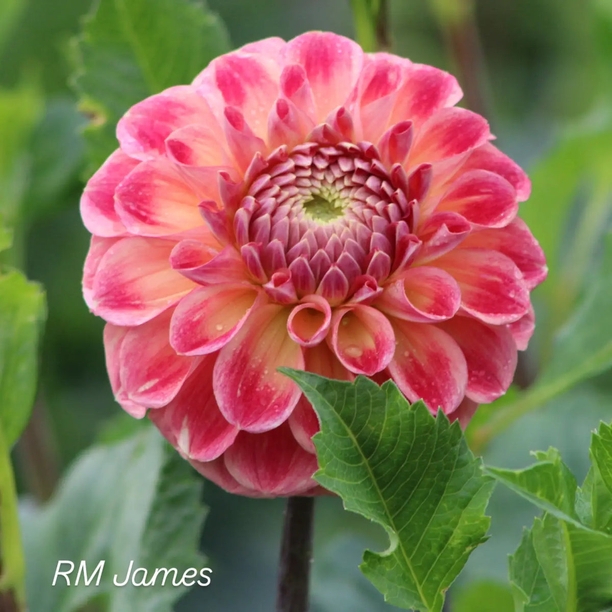 RM James Formal Decorative Dahlia