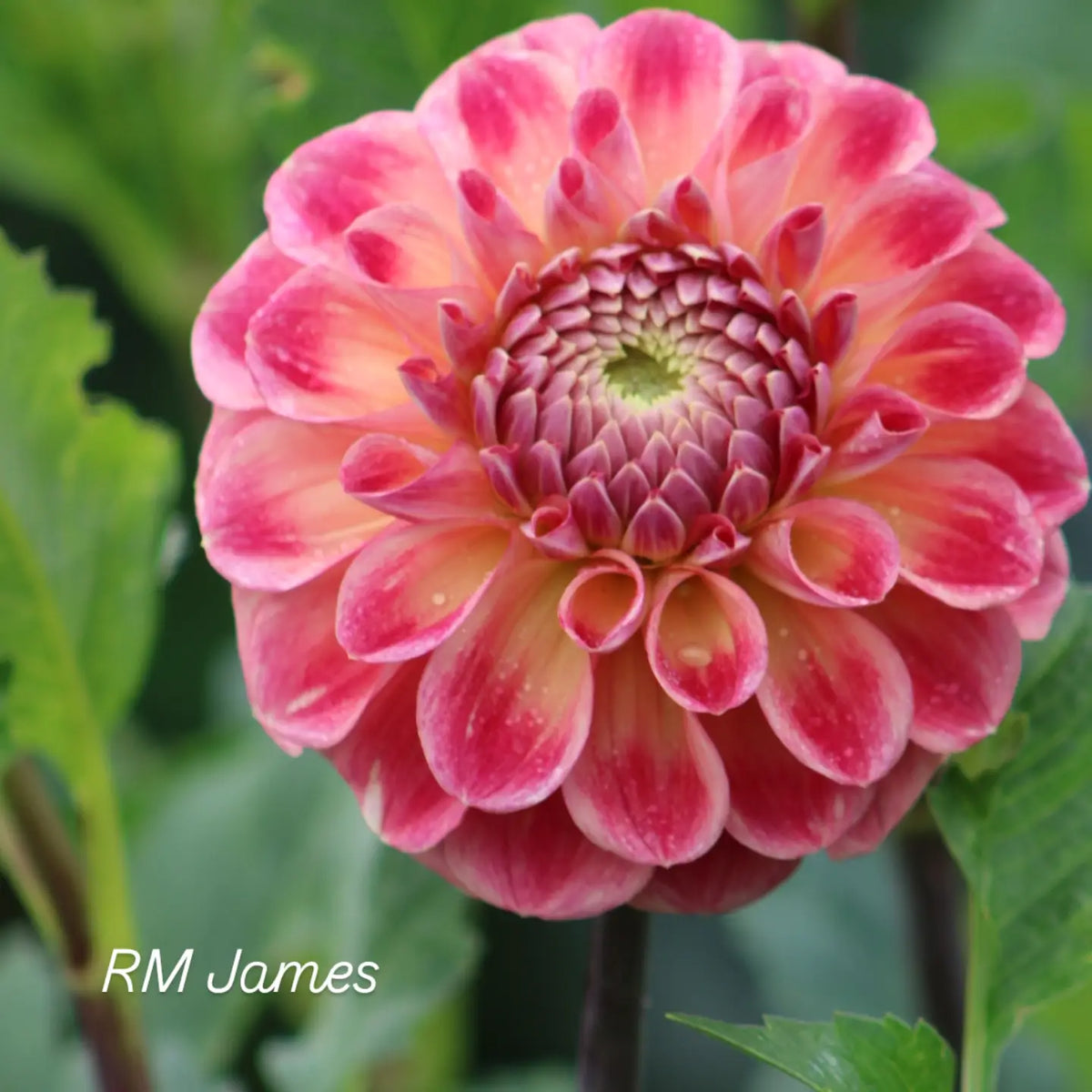 RM James Formal Decorative Dahlia
