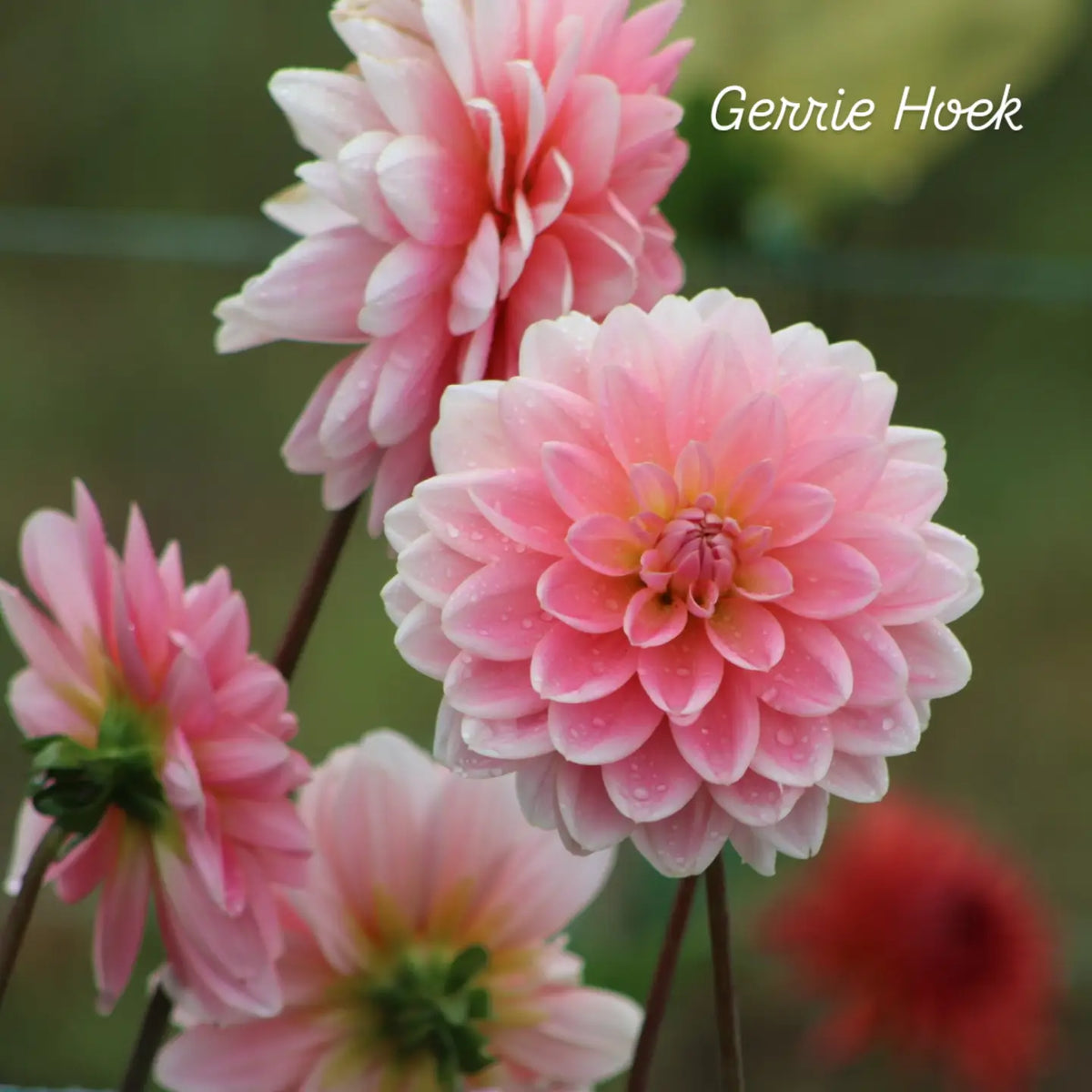 Gerrie Hoek Waterlily Dahlia
