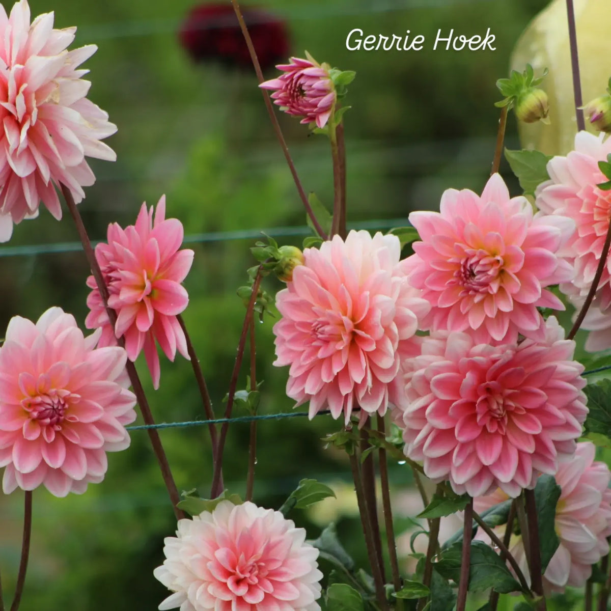 Gerrie Hoek Waterlily Dahlia