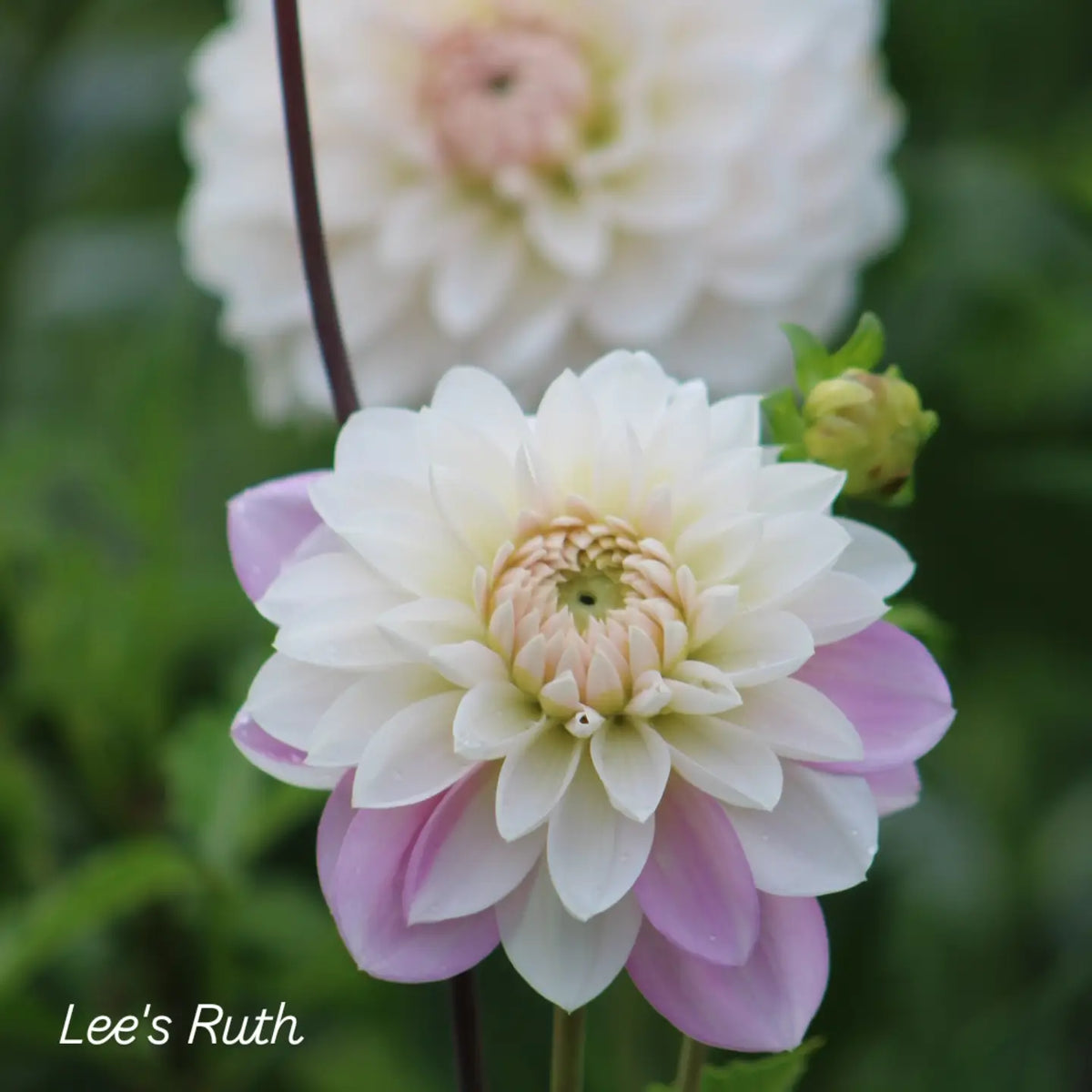 Lee's Ruth Decorative Dahlia