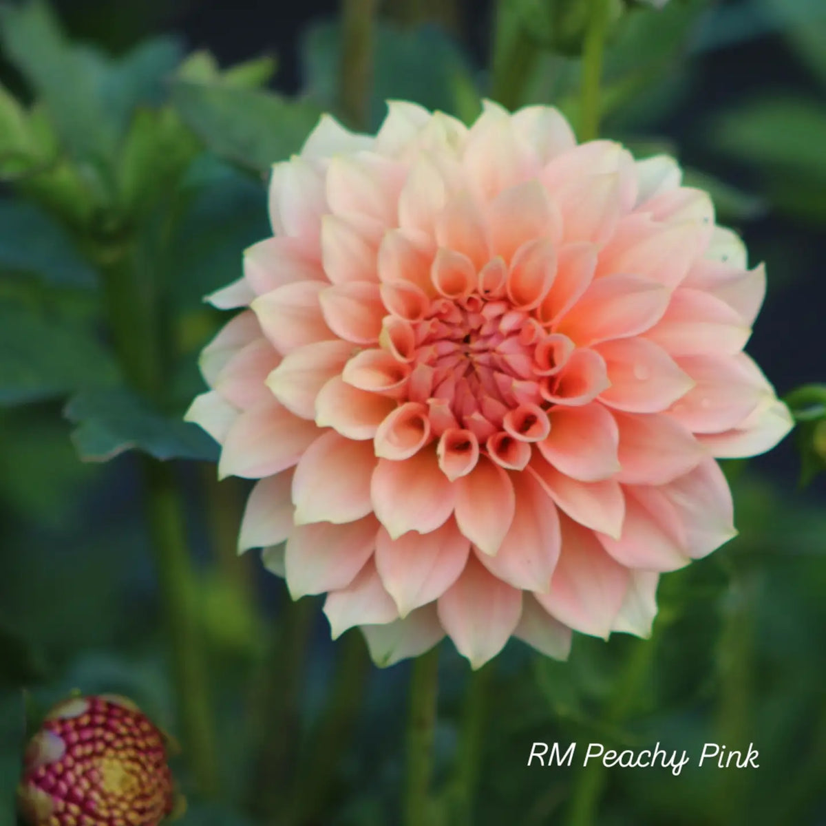 RM Peachy Pink Formal Decorative Dahlia