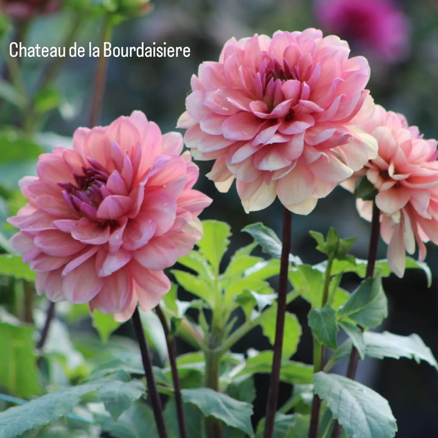 Château de la Bourdaisière Waterlily Dahlia