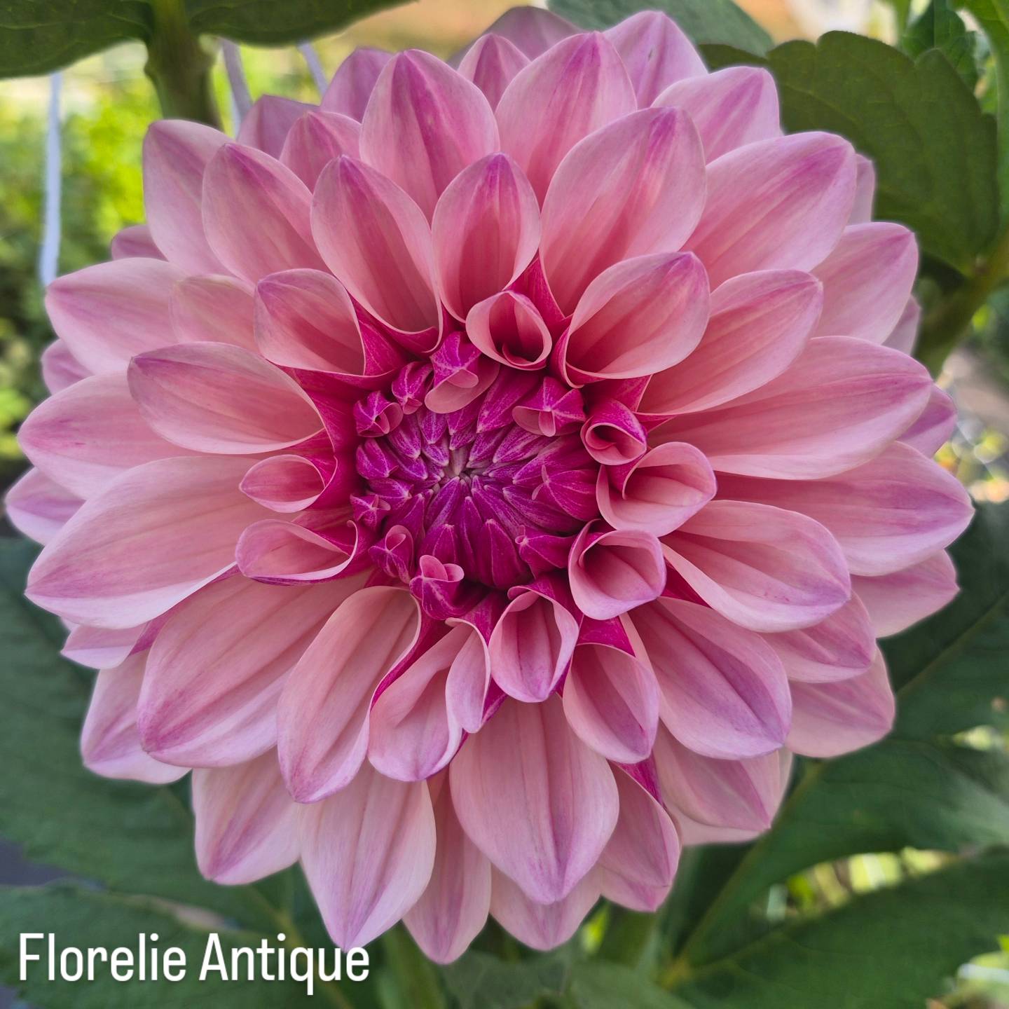 Florelie Antique Formal Decorative Dahlia 🇦🇺