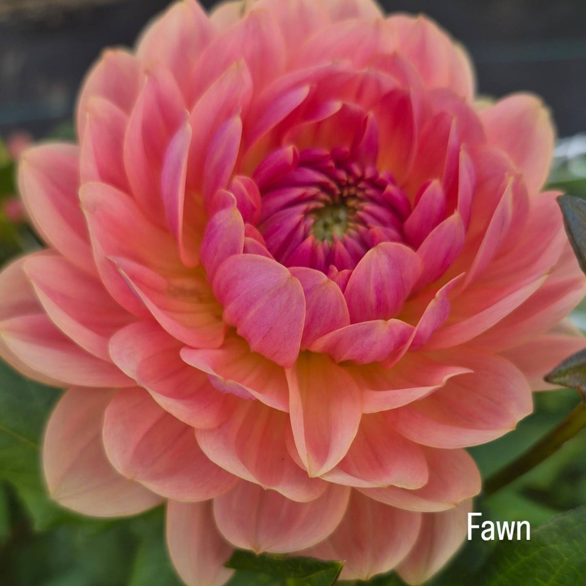 Fawn Waterlily Dahlia