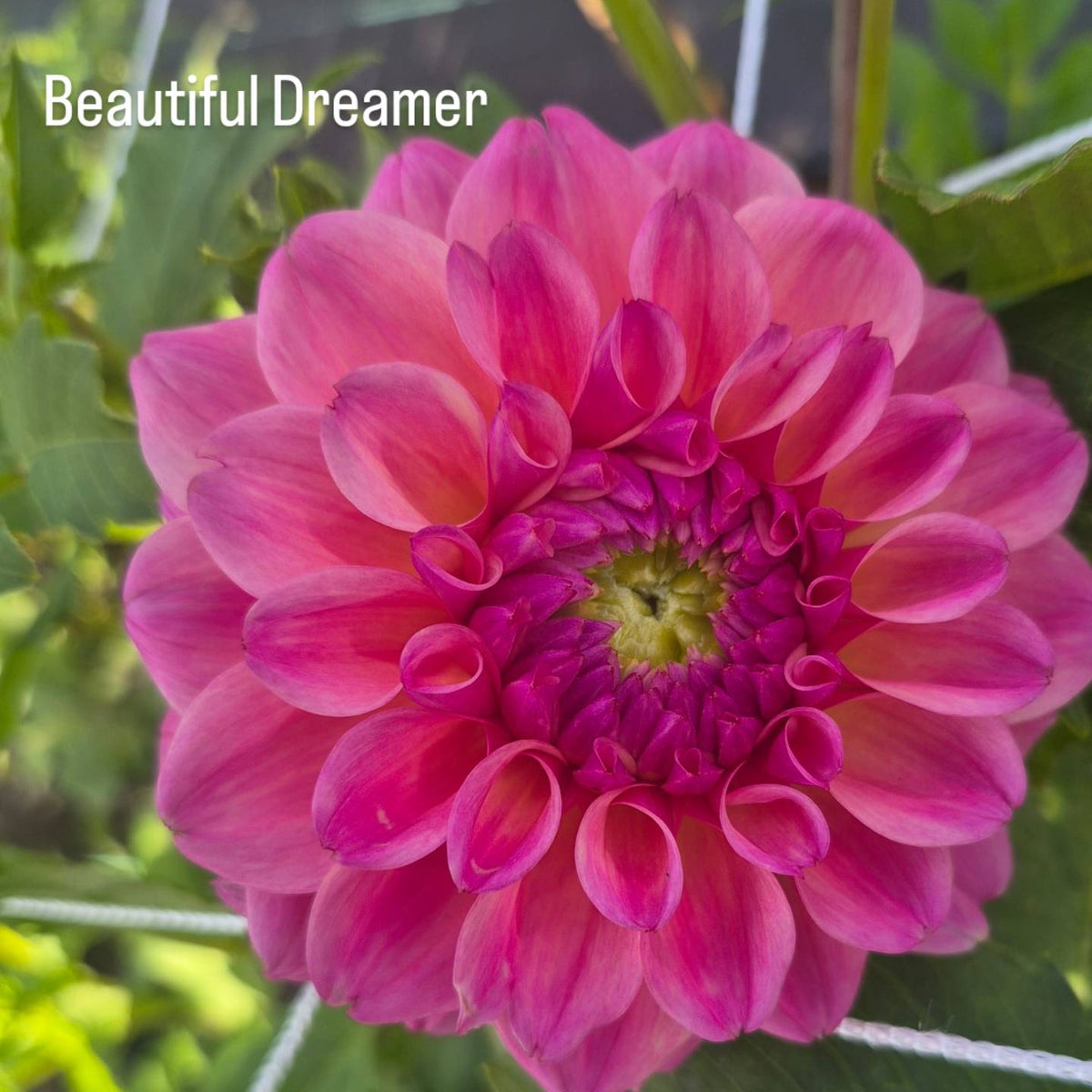 Beautiful Dreamer Decorative Dahlia