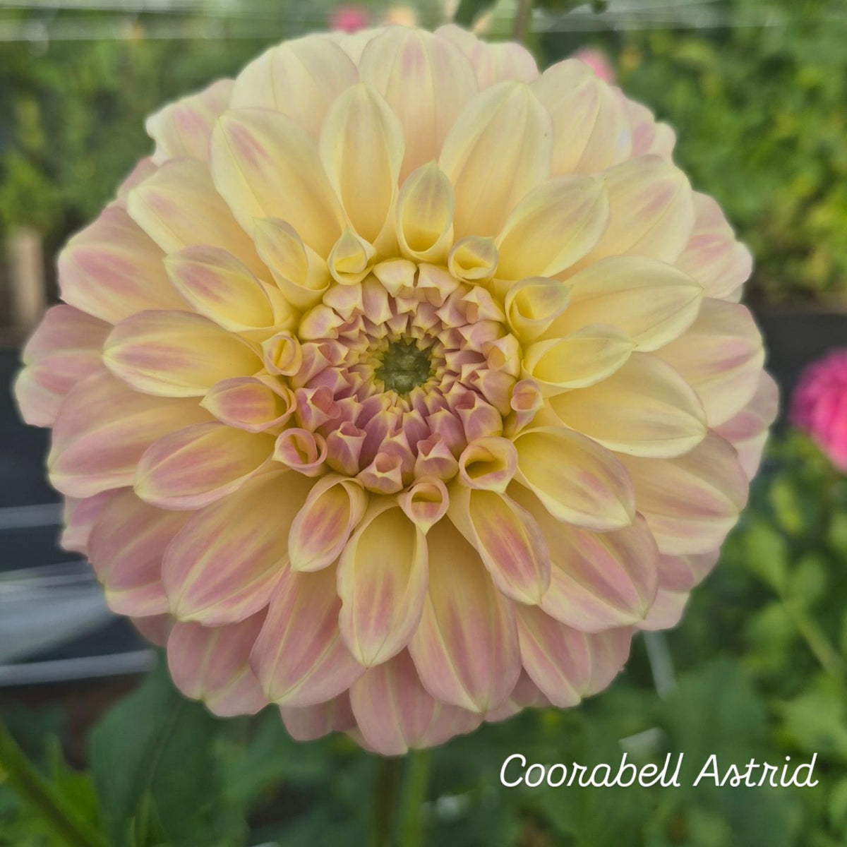 Coorabell Astrid Decorative Dahlia 🇦🇺