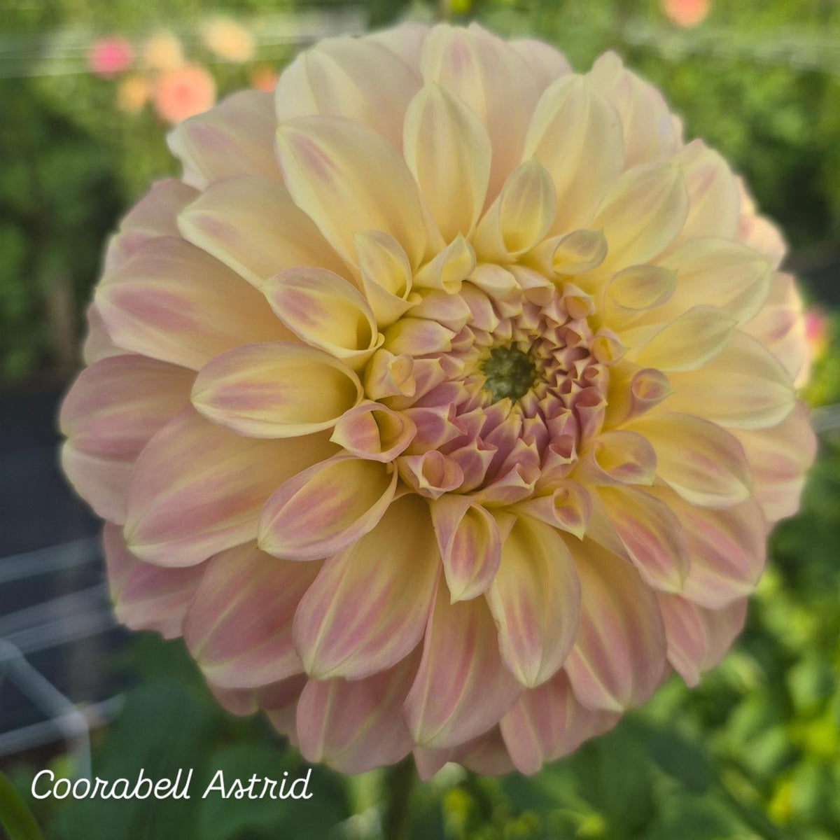 Coorabell Astrid Decorative Dahlia 🇦🇺