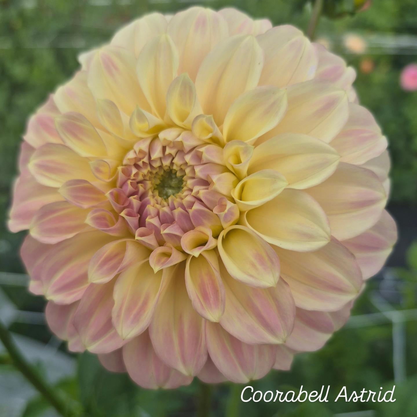 Coorabell Astrid Decorative Dahlia 🇦🇺
