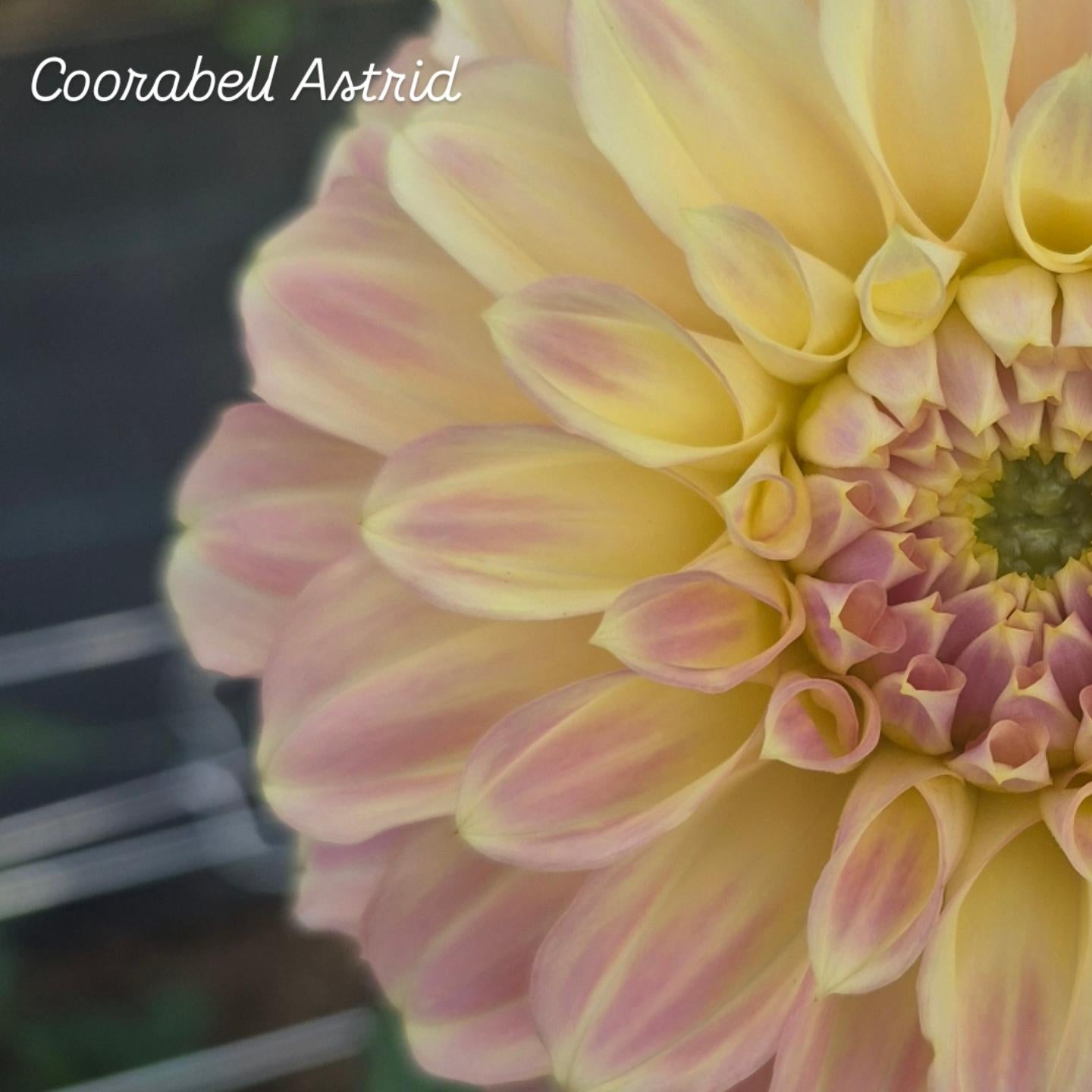 Coorabell Astrid Decorative Dahlia 🇦🇺