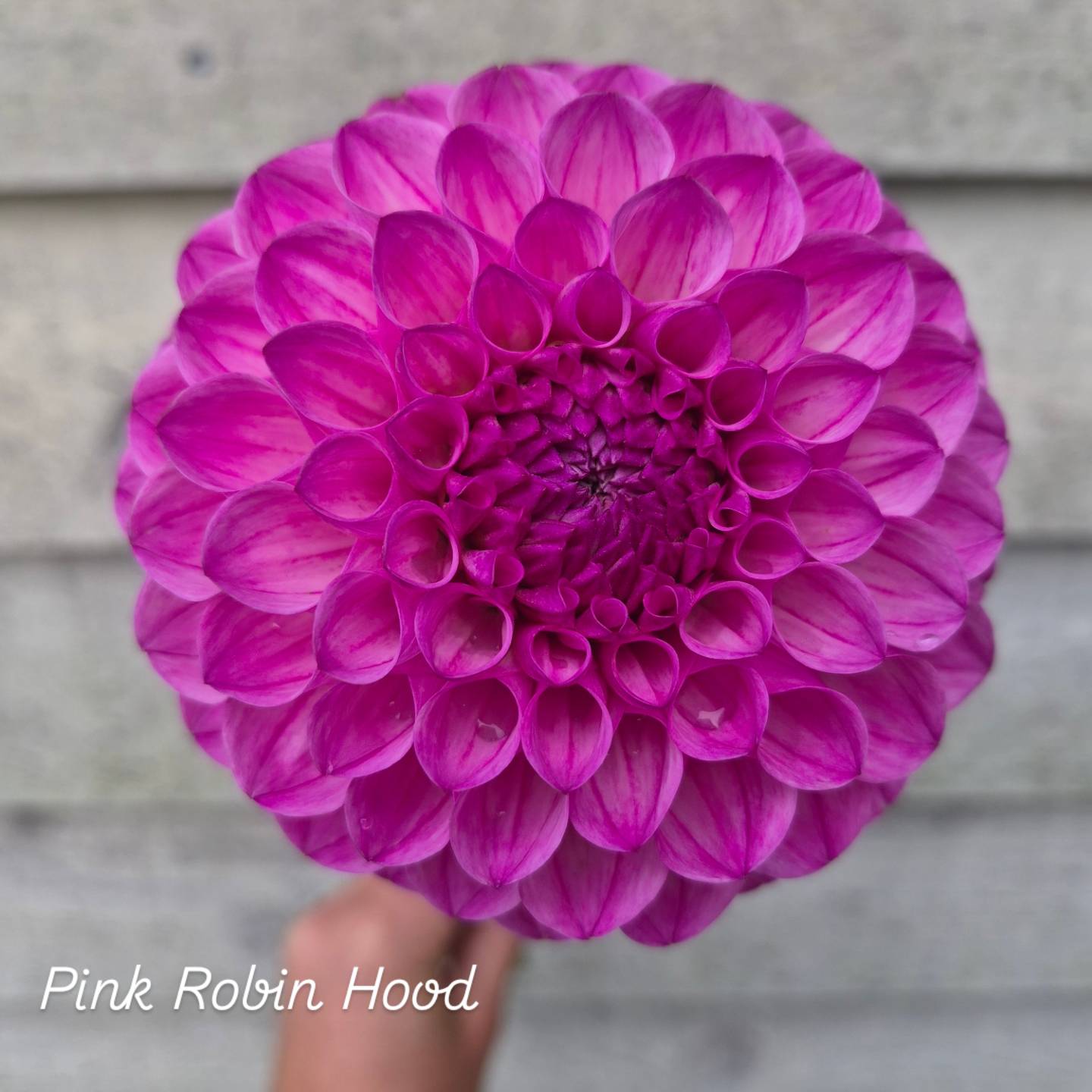 Pink Robin Hood Ball Dahlia