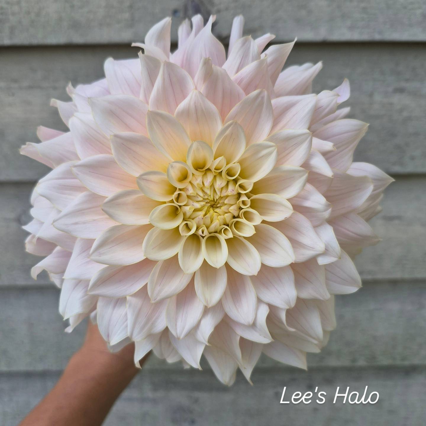 Lee's Halo Formal Decorative Dahlia