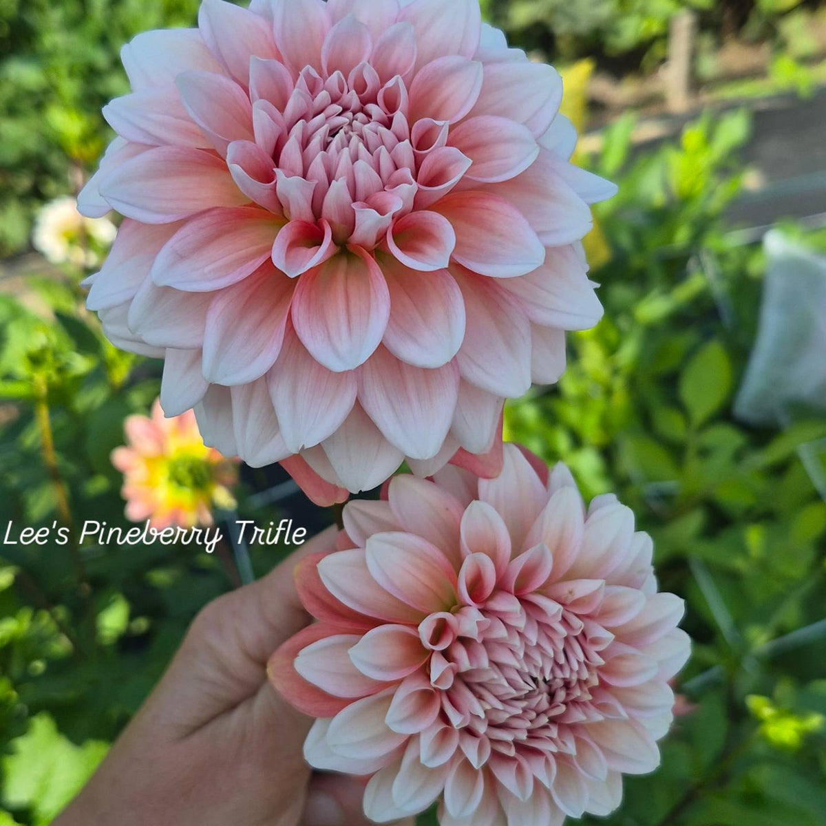 Lee's Pineberry Trifle Formal Decorative Dahlia