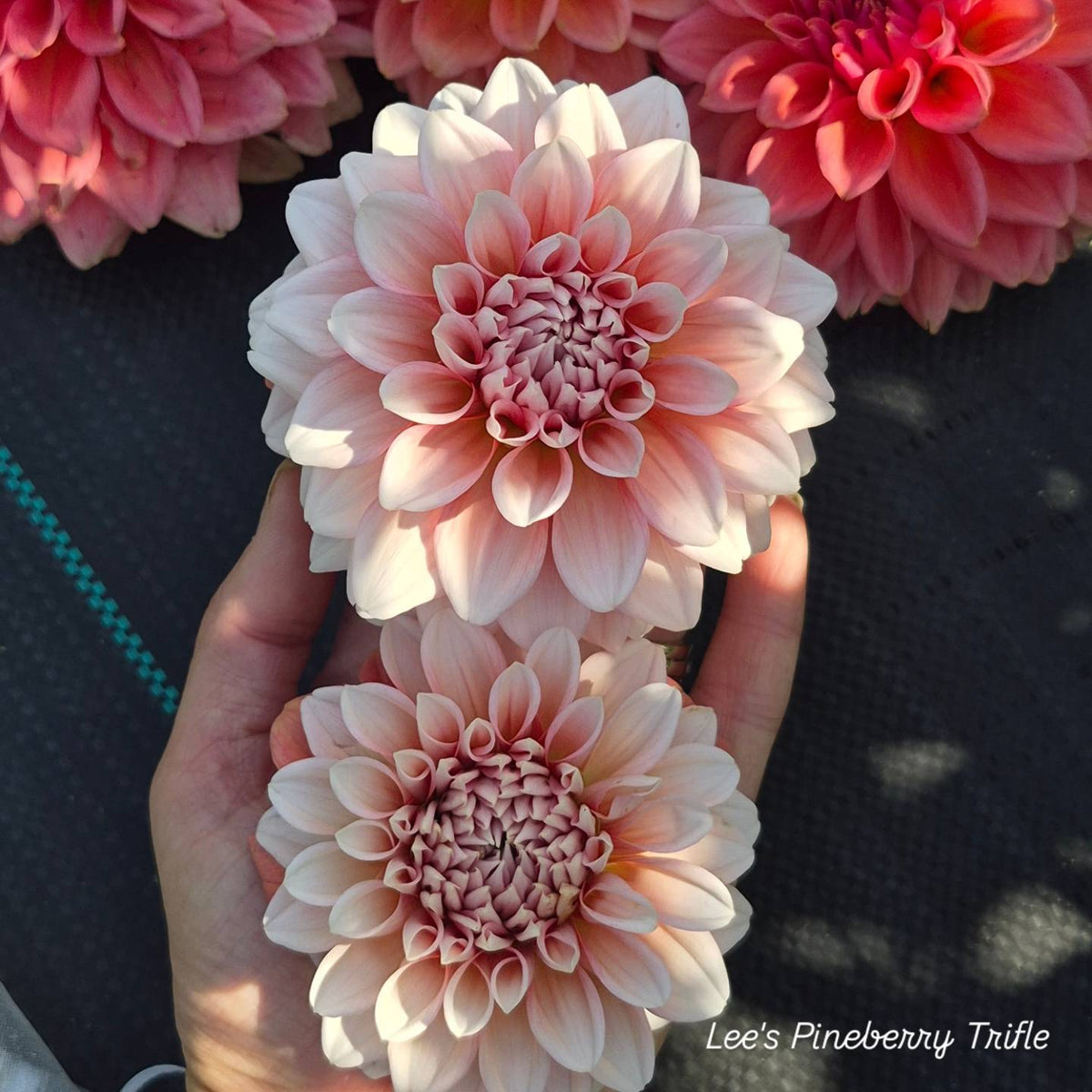 Lee's Pineberry Trifle Formal Decorative Dahlia