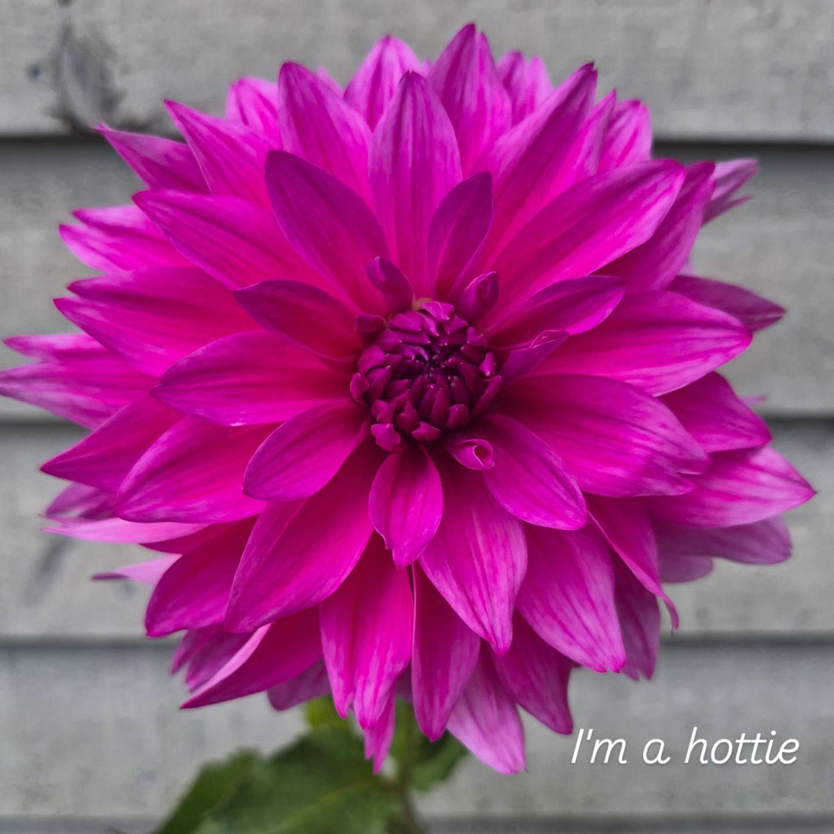 I'm a Hottie Informal Decorative Dahlia