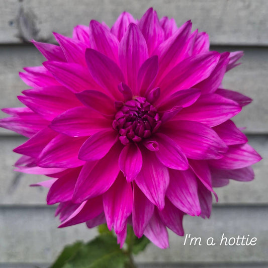 I'm a Hottie Informal Decorative Dahlia