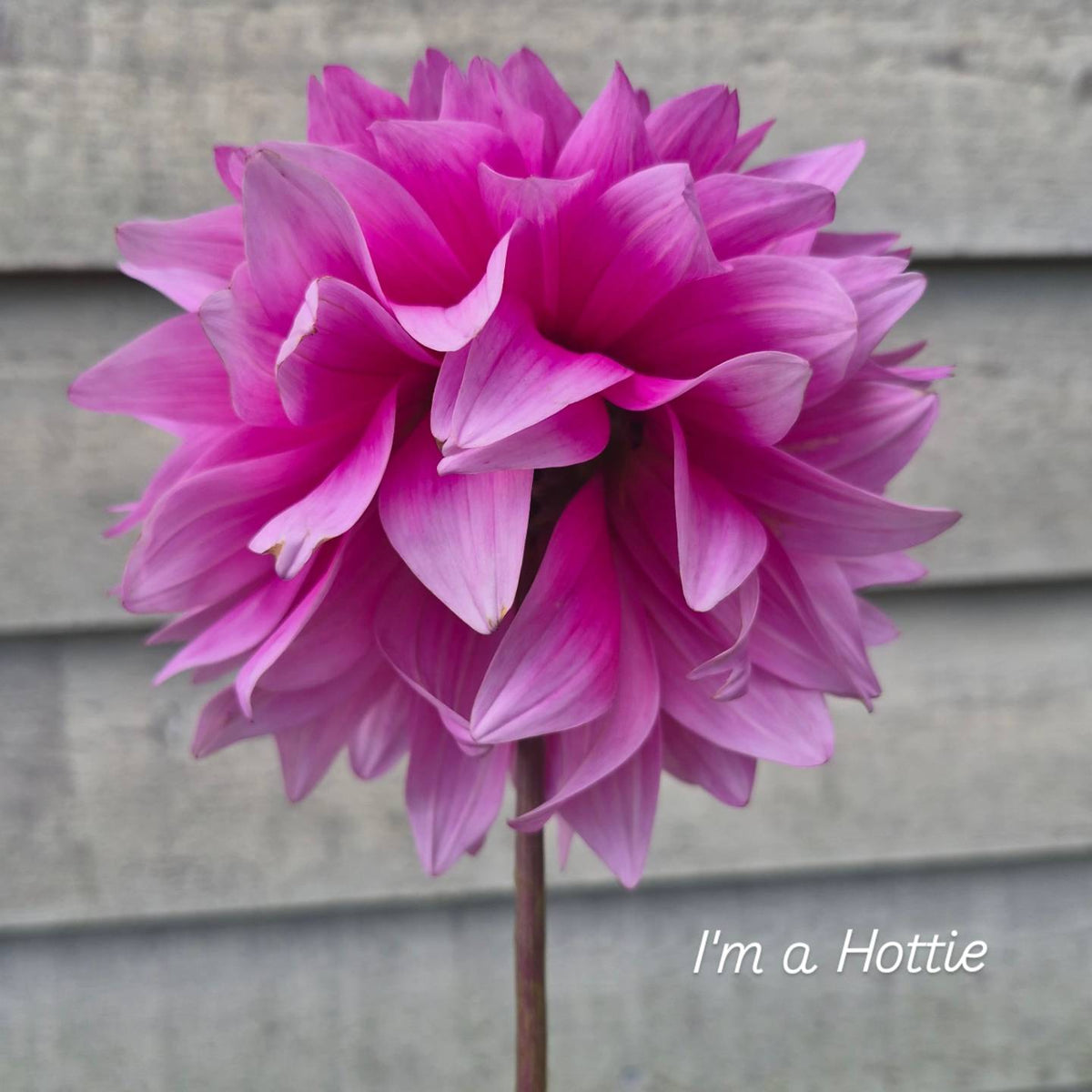 I'm a Hottie Informal Decorative Dahlia