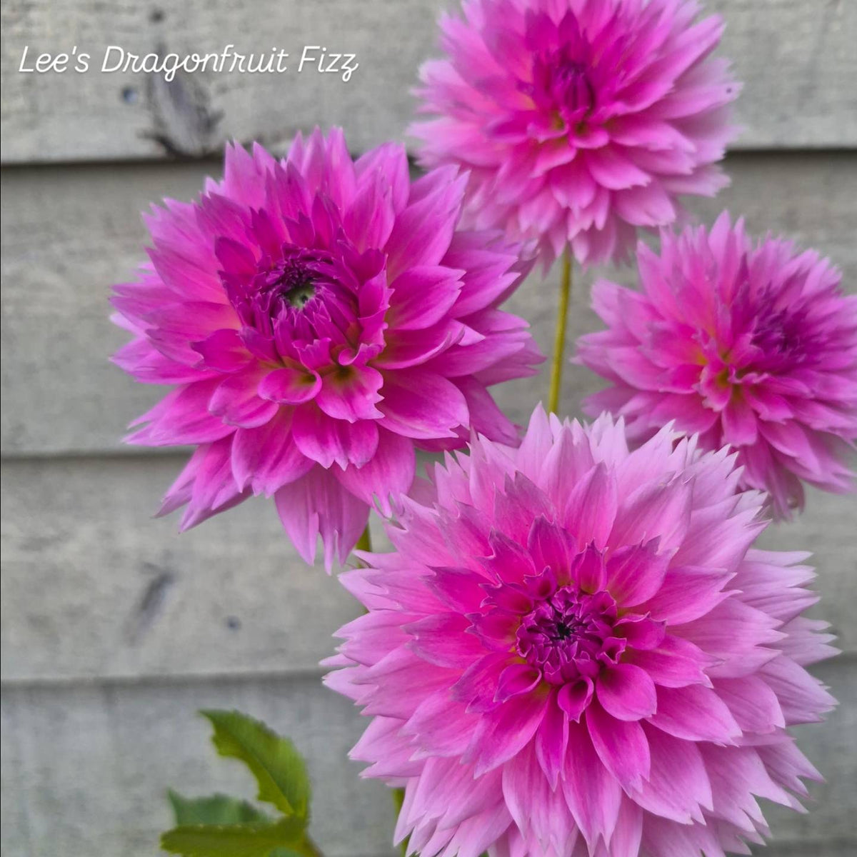 Lee's Dragonfruit Fizz Lacinated Dahlia