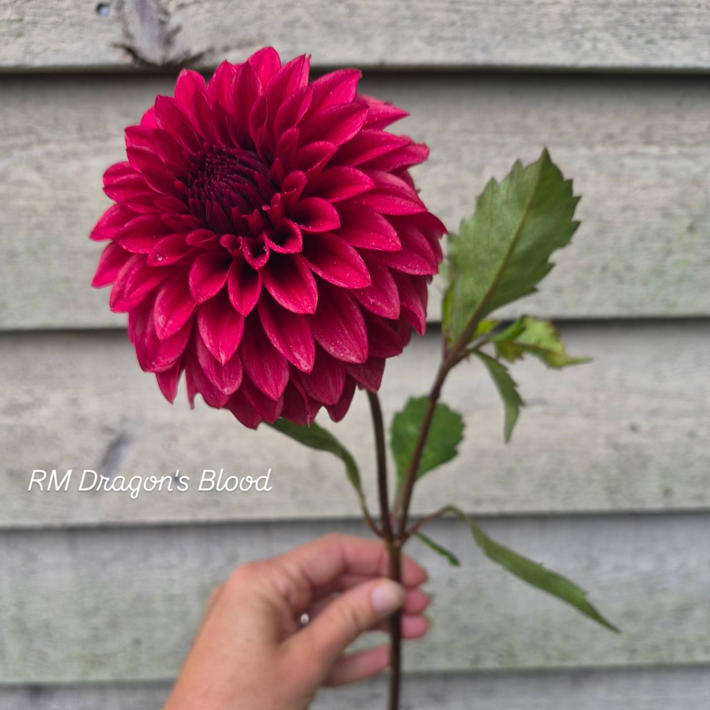 RM Dragon's Blood Formal Dahlia