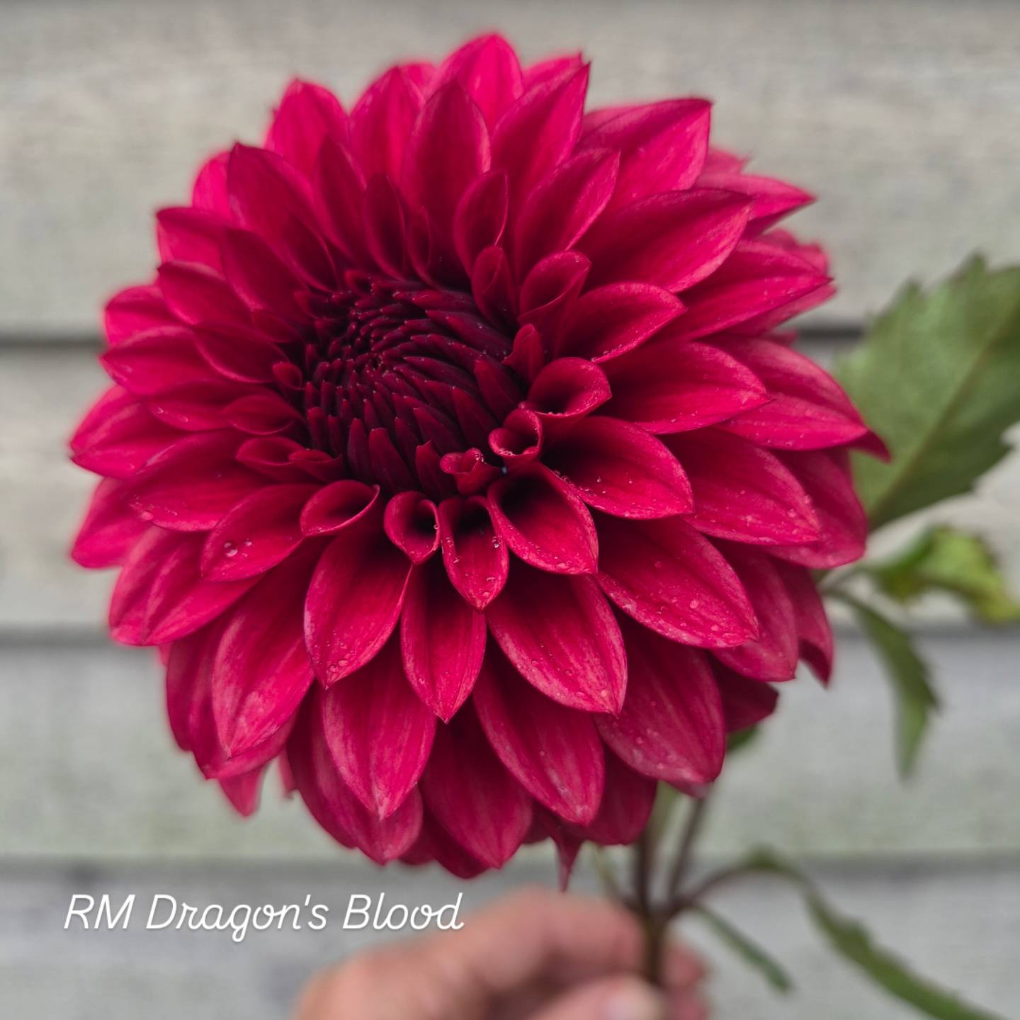 RM Dragon's Blood Formal Dahlia