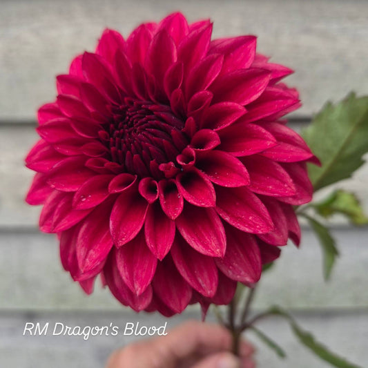 RM Dragon's Blood Formal Dahlia