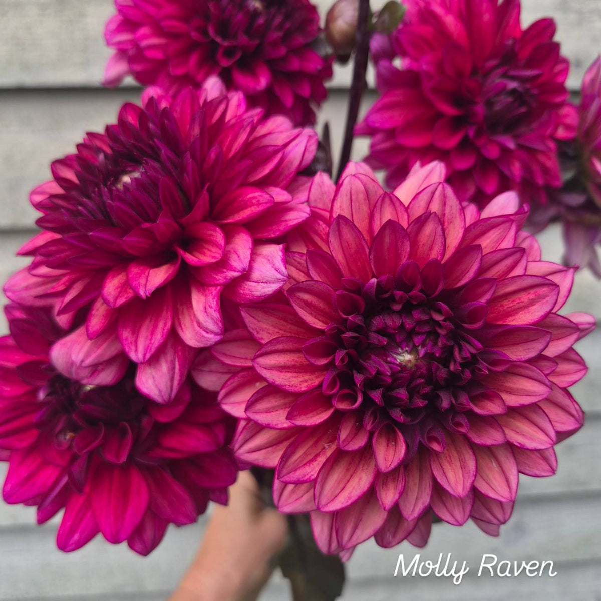 Molly Raven Informal Decorative Dahlia