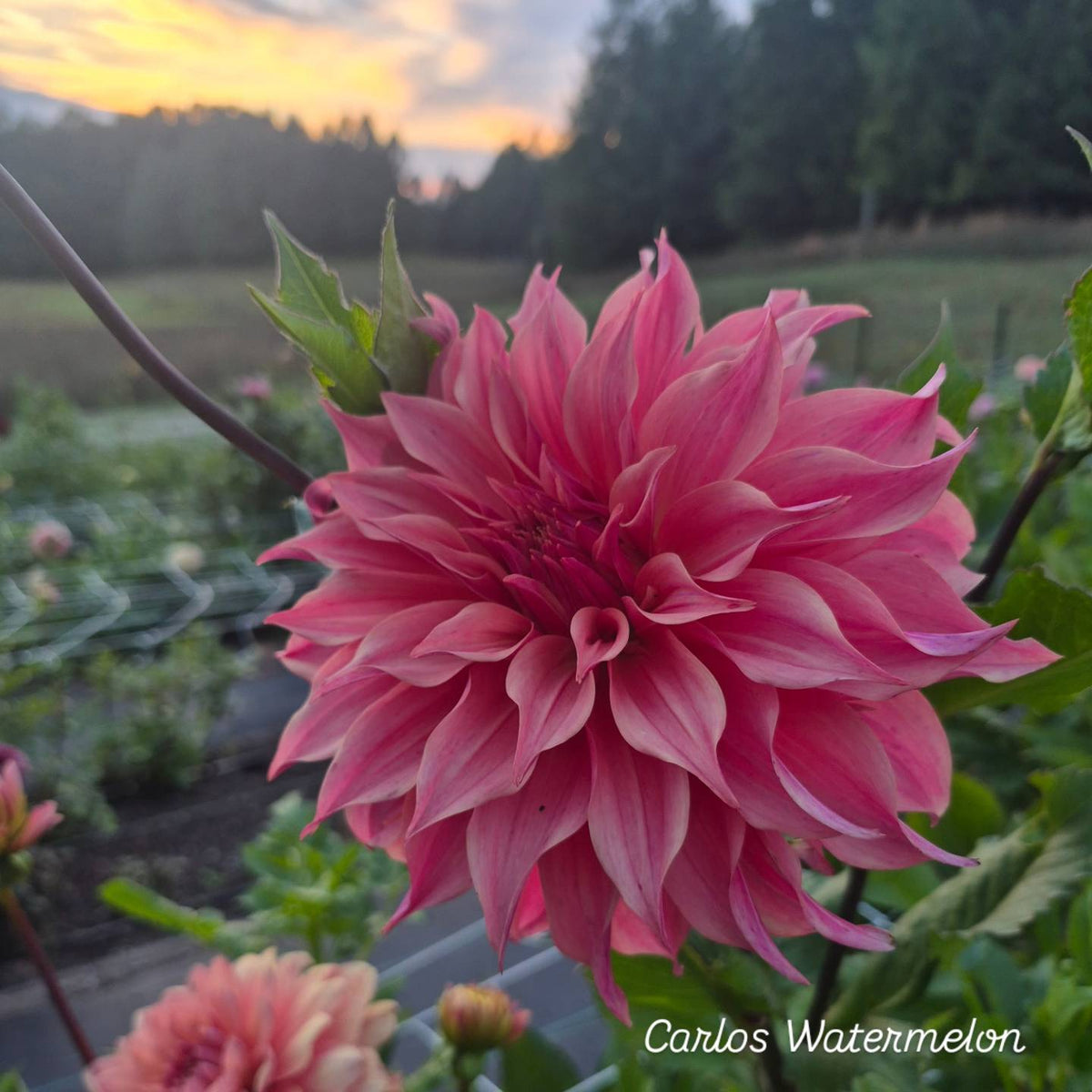 Carlos Watermelon Informal Decorative Dahlia 🇦🇺