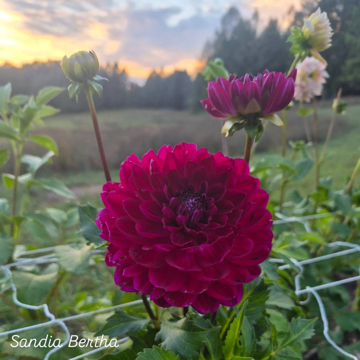 Sandia Bertha Waterlily Dahlia