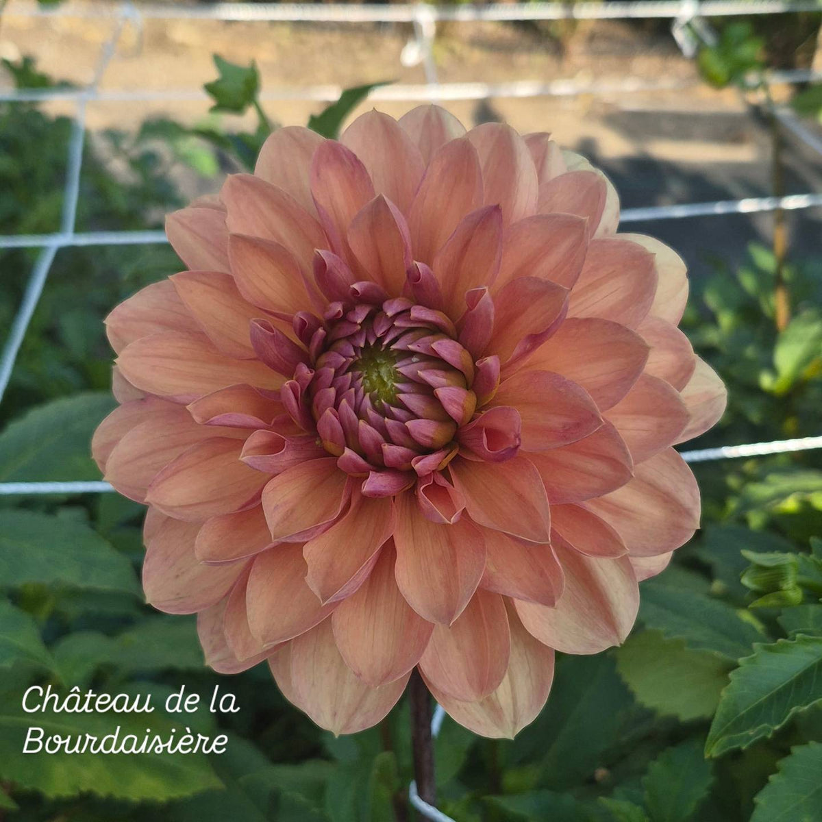 Château de la Bourdaisière Waterlily Dahlia