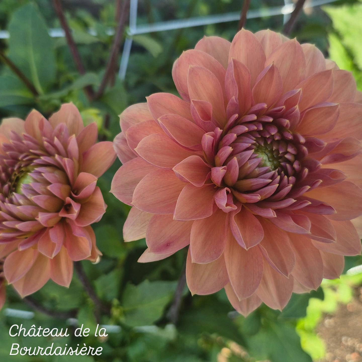 Château de la Bourdaisière Waterlily Dahlia
