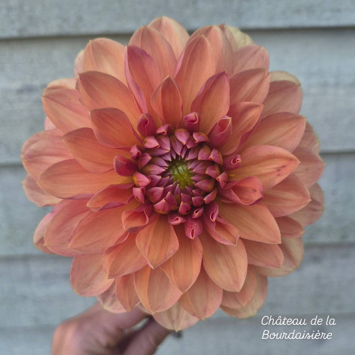 Château de la Bourdaisière Waterlily Dahlia