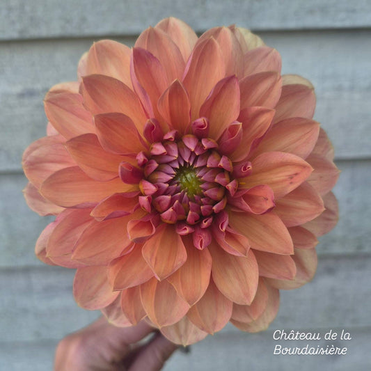 Château de la Bourdaisière Waterlily Dahlia