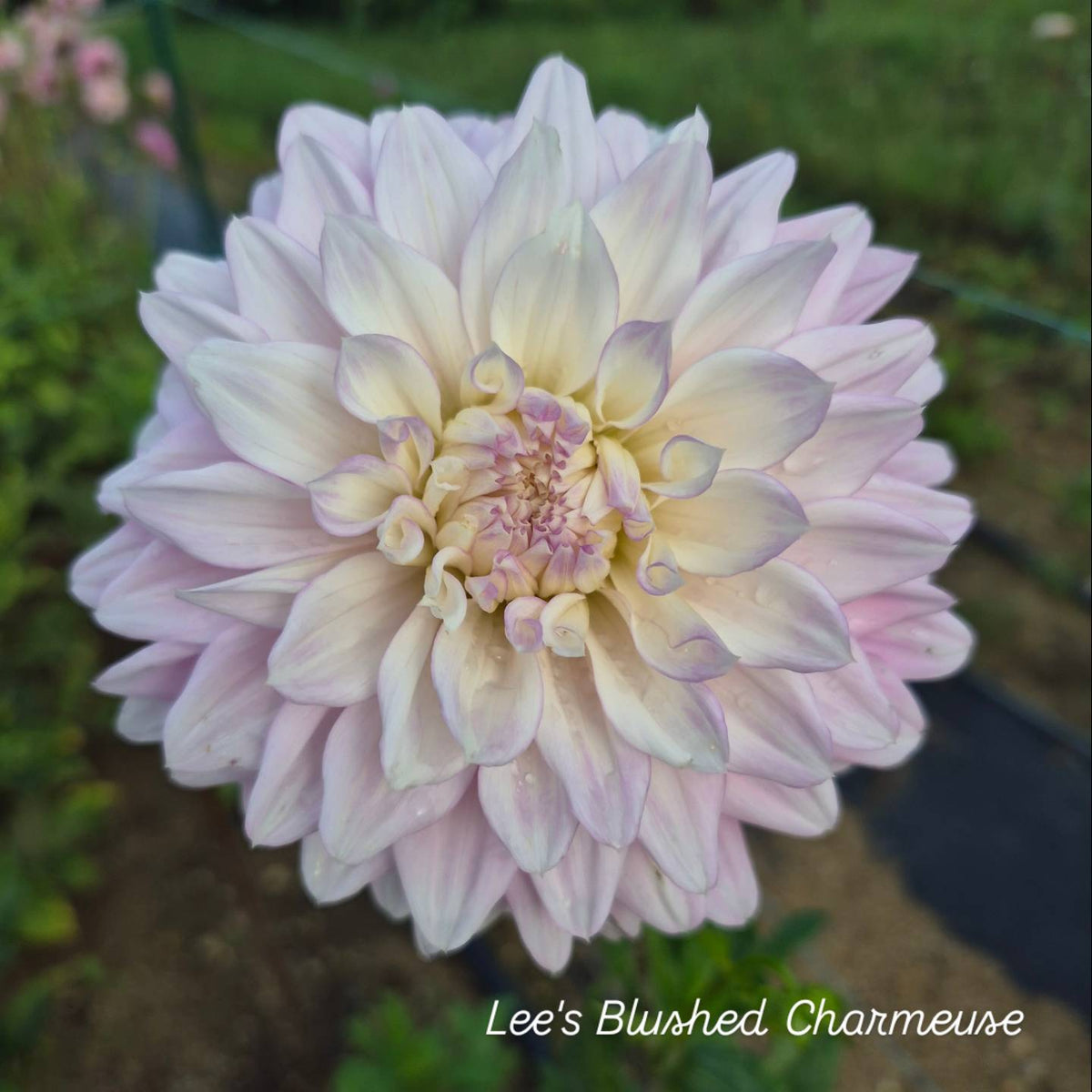 Lee's Blushed Charmeuse Formal Decorative Dahlia