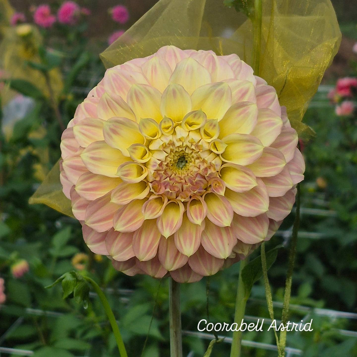 Coorabell Astrid Decorative Dahlia 🇦🇺