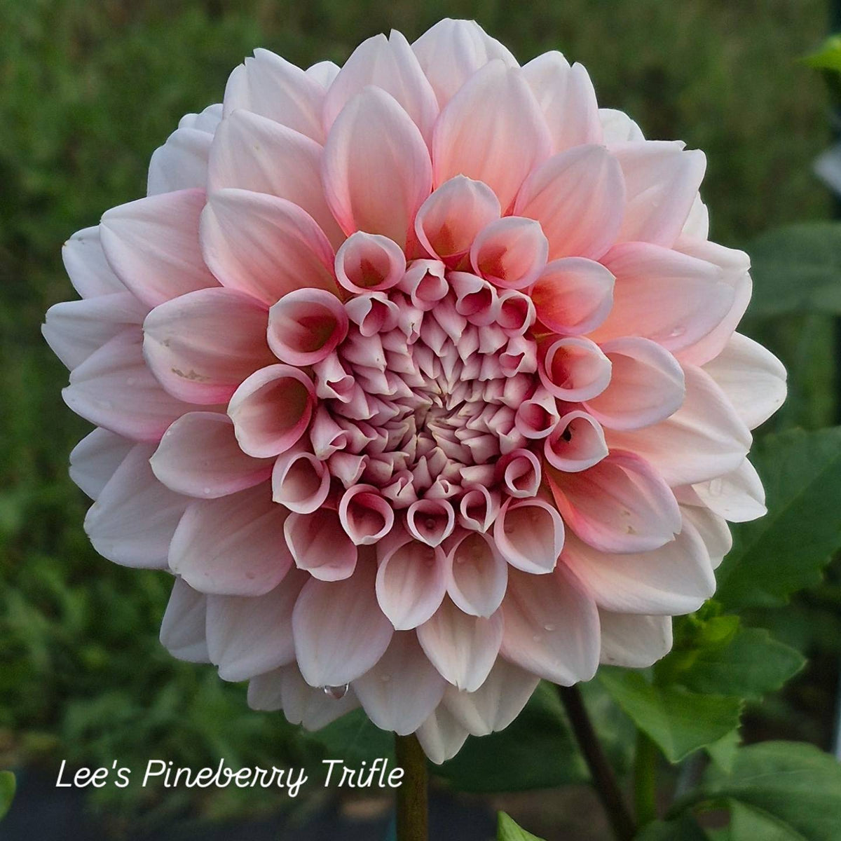 Lee's Pineberry Trifle Formal Decorative Dahlia