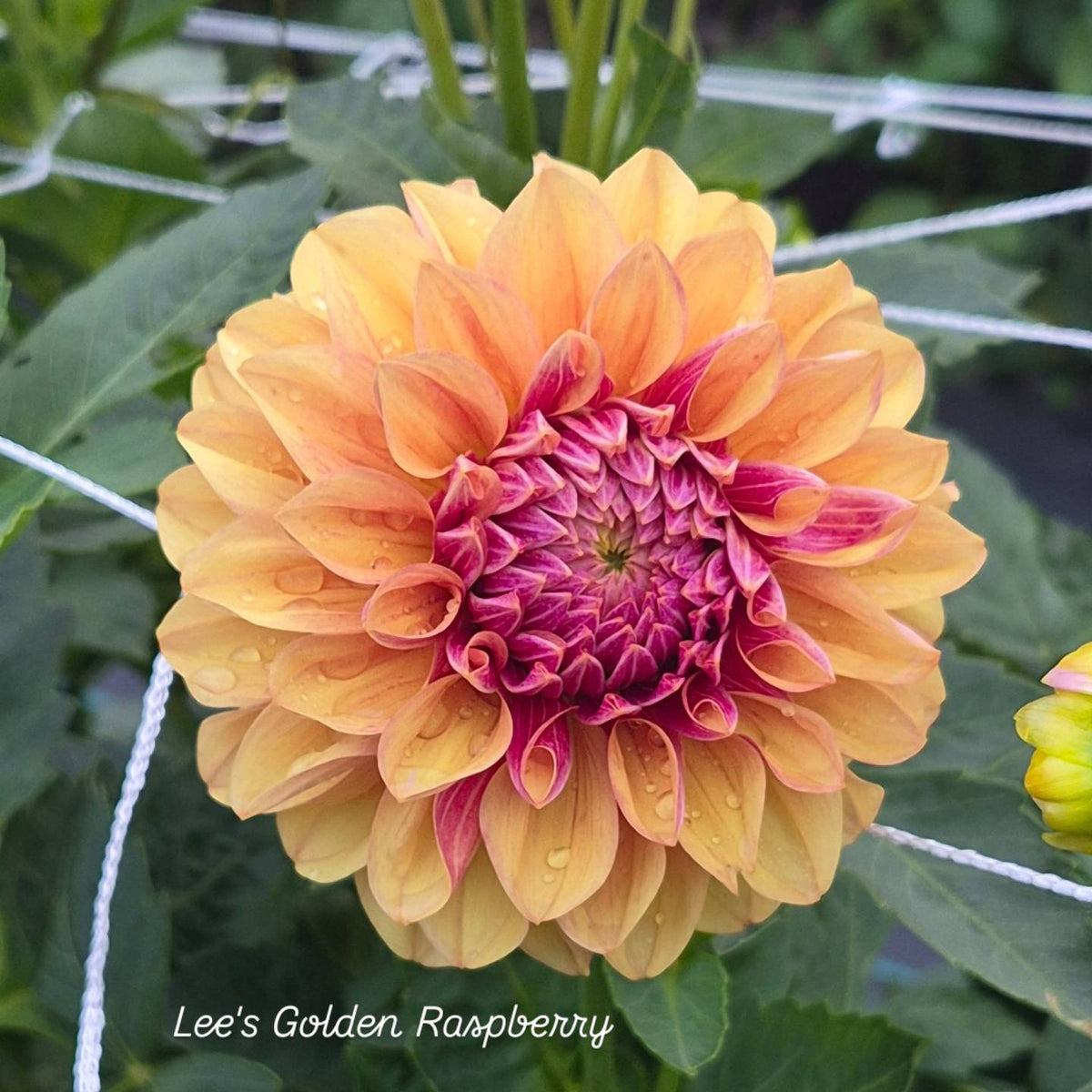 Lee's Golden Raspberry Formal Decorative Dahlia