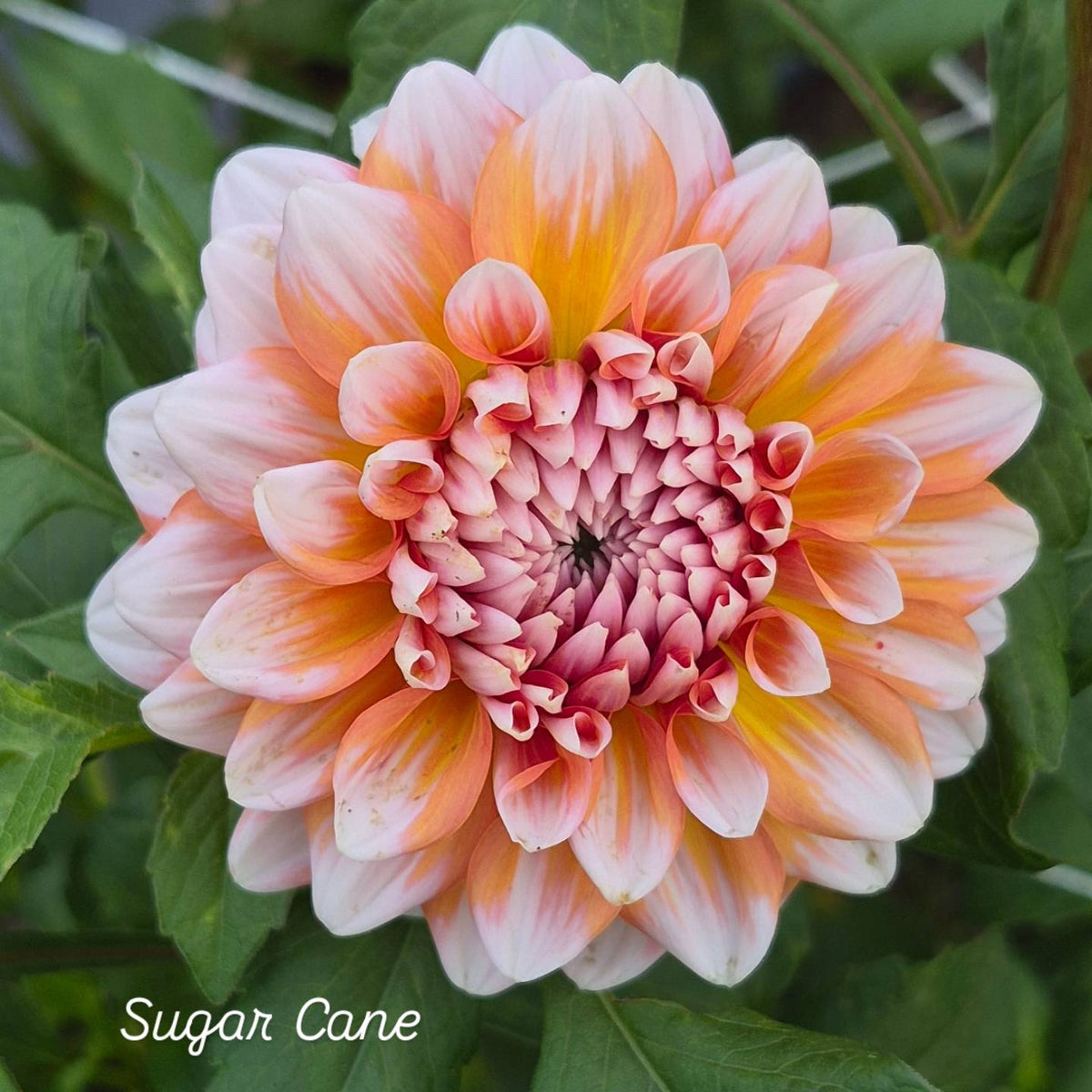 Sugar Cane Formal Decorative Dahlia