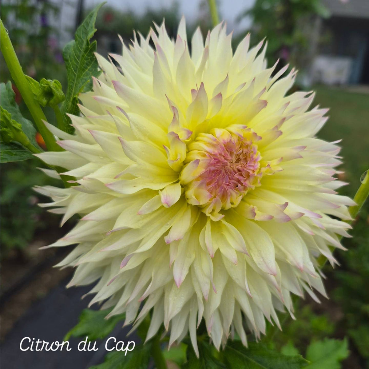 Citron du Cap Dahlia Laciniated Dahlia