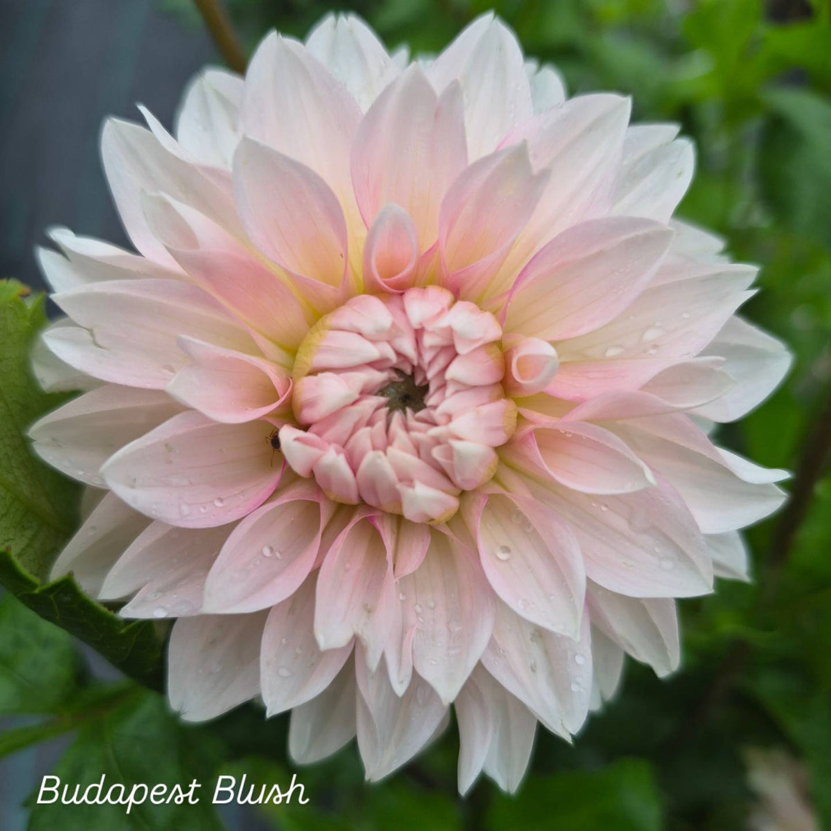 Budapest Blush Stellar Dahlia