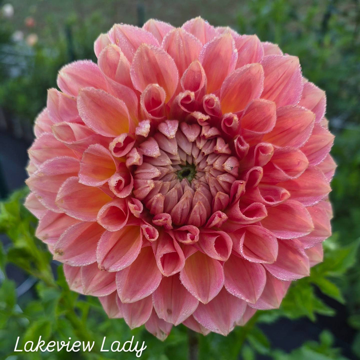 Lakeview Lady Formal Decorative Dahlia