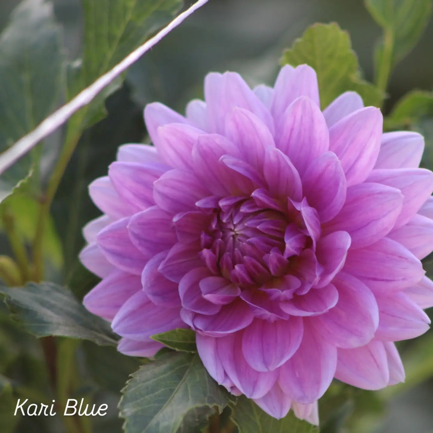 Kari Blue Waterlily Dahlia