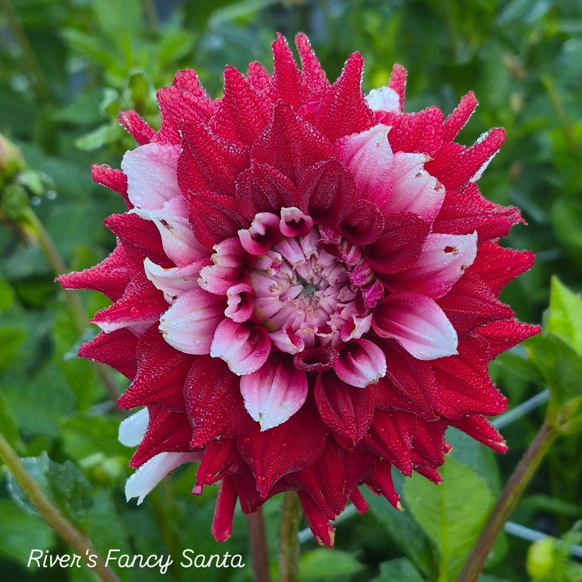 River's Fancy Santa Informal Decorative Dahlia