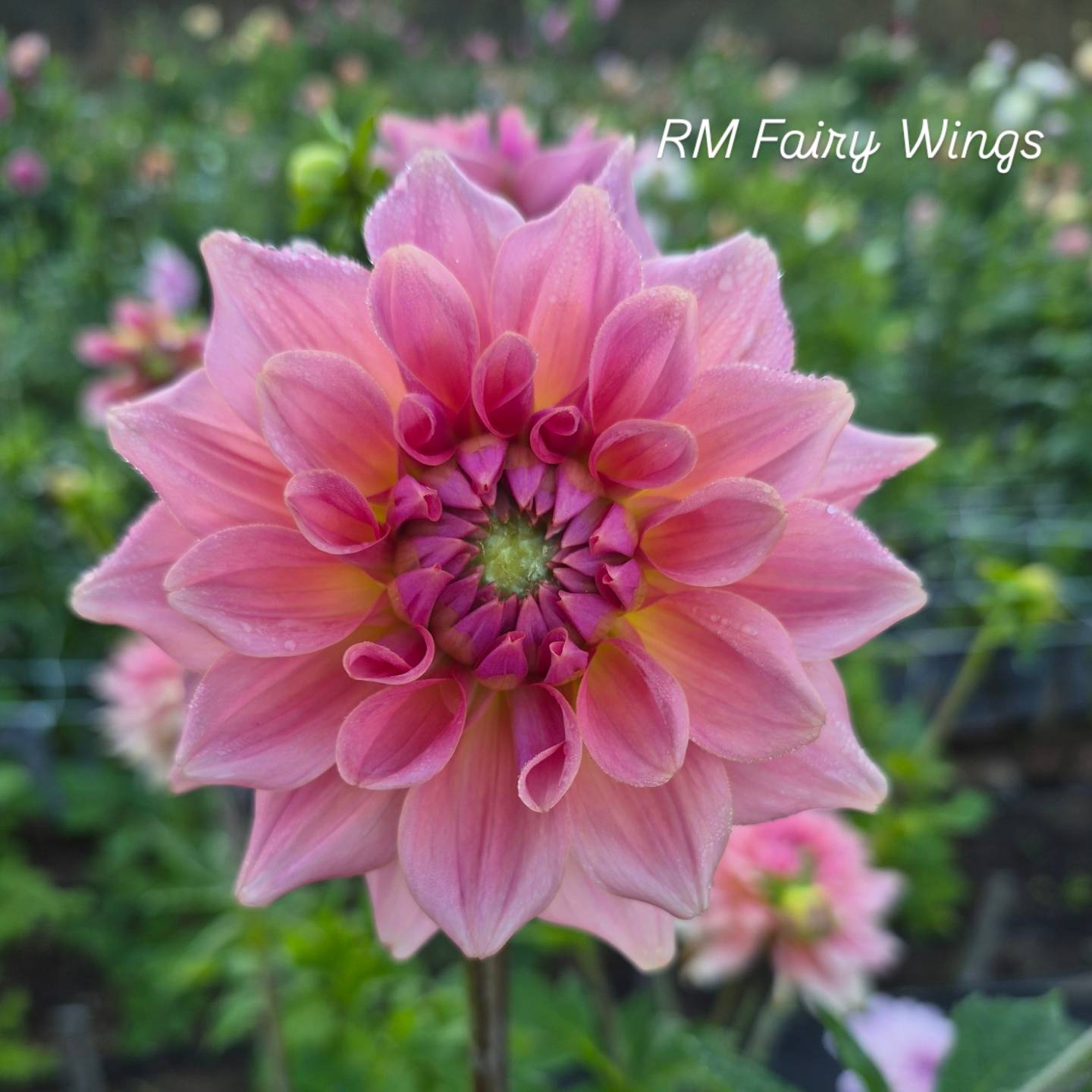 RM Fairy Wings Semi-Cactus Dahlia