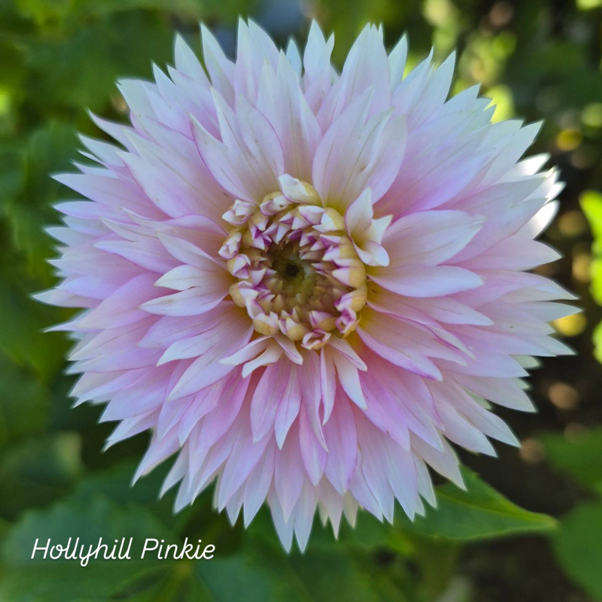 Hollyhill Pinkie Lacinated Dahlia