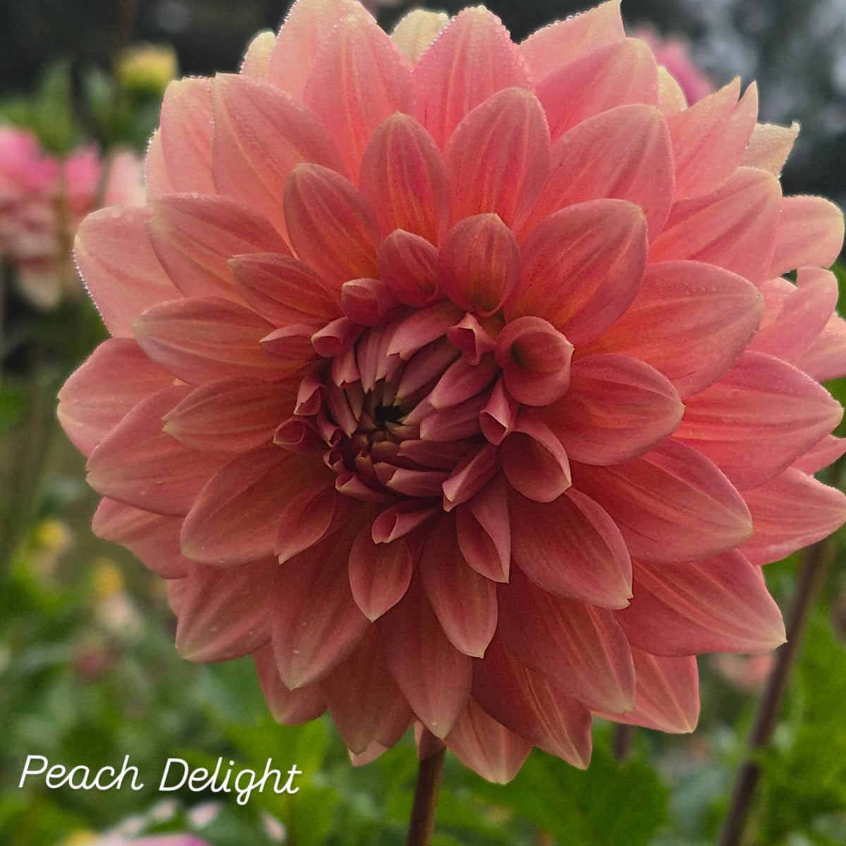 Peach Delight Semi-Cactus Dahlia 🇦🇺